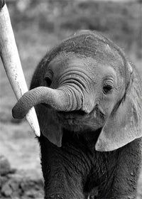 Gentle Connection: Trunk to Tusk