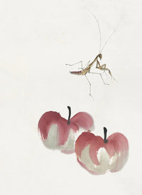 Praying Mantis & Apples