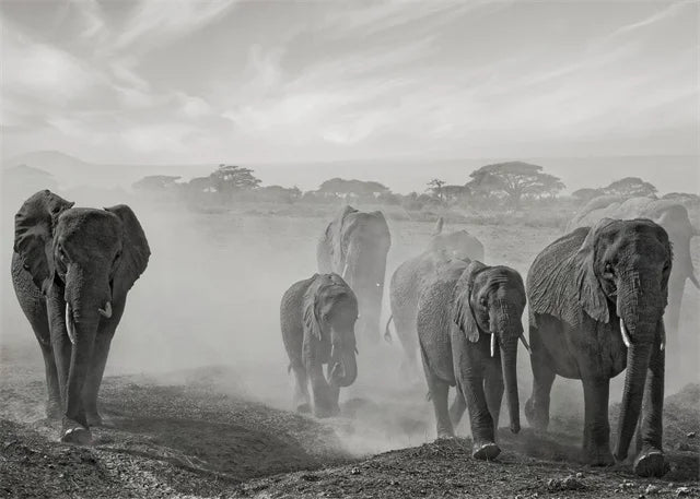 Monochrome Elephant Collection - Canvas & Curio