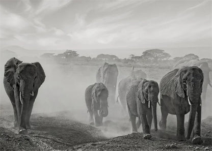 Monochrome Elephant Collection - Canvas & Curio