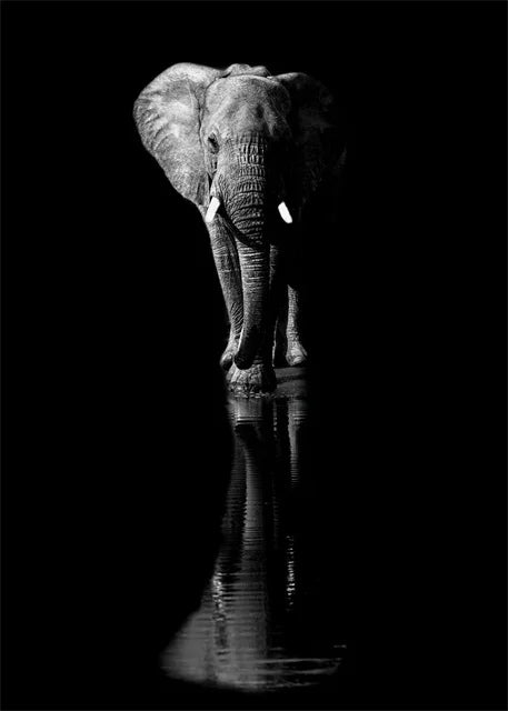 Monochrome Elephant Collection - Canvas & Curio
