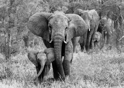 Monochrome Elephant Collection - Canvas & Curio