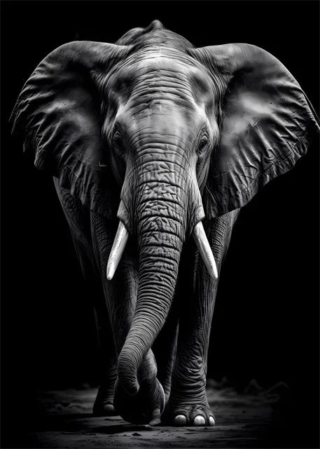 Monochrome Elephant Collection - Canvas & Curio