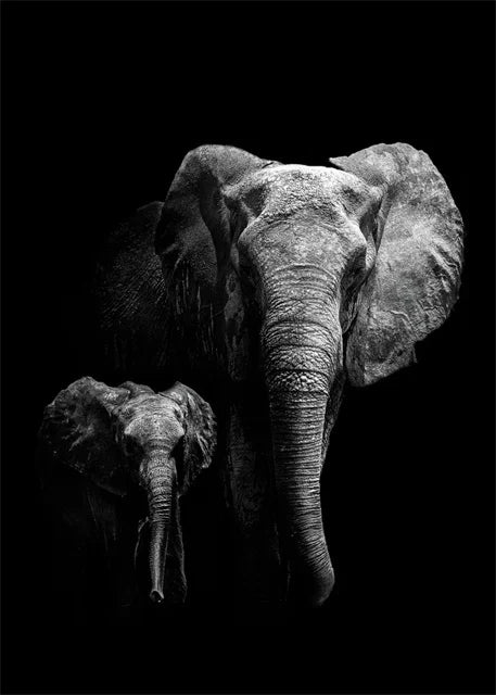 Monochrome Elephant Collection - Canvas & Curio
