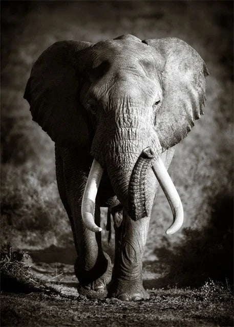 Monochrome Elephant Collection - Canvas & Curio