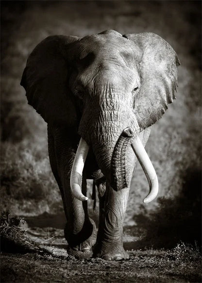 Monochrome Elephant Collection - Canvas & Curio