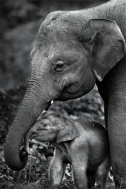 Monochrome Elephant Collection - Canvas & Curio