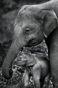 First Sip: Learning from Mom
