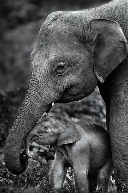 Monochrome Elephant Collection - Canvas & Curio