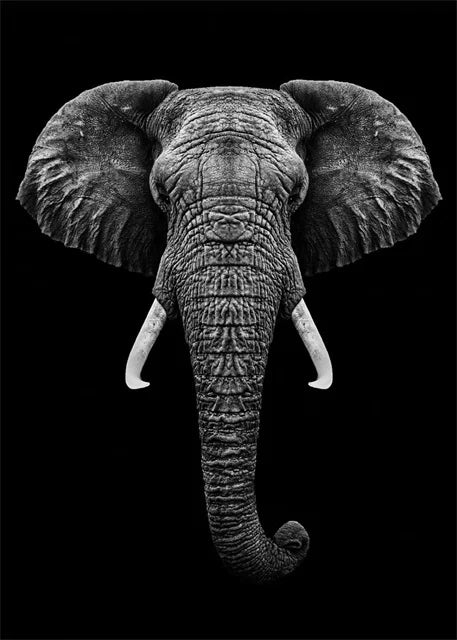 Monochrome Elephant Collection - Canvas & Curio