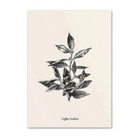 Coffee Plant