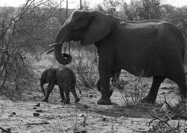 Monochrome Elephant Collection - Canvas & Curio