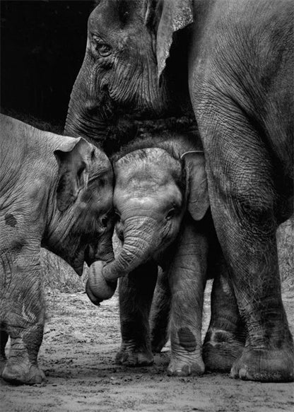 Monochrome Elephant Collection - Canvas & Curio