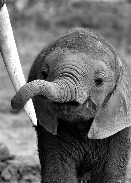 Monochrome Elephant Collection - Canvas & Curio