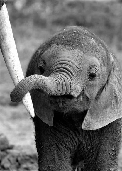 Monochrome Elephant Collection - Canvas & Curio