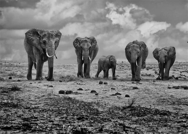 Monochrome Elephant Collection - Canvas & Curio