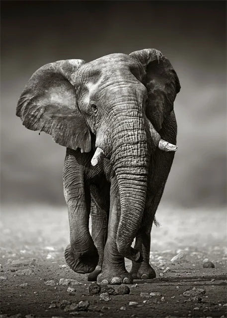 Monochrome Elephant Collection - Canvas & Curio