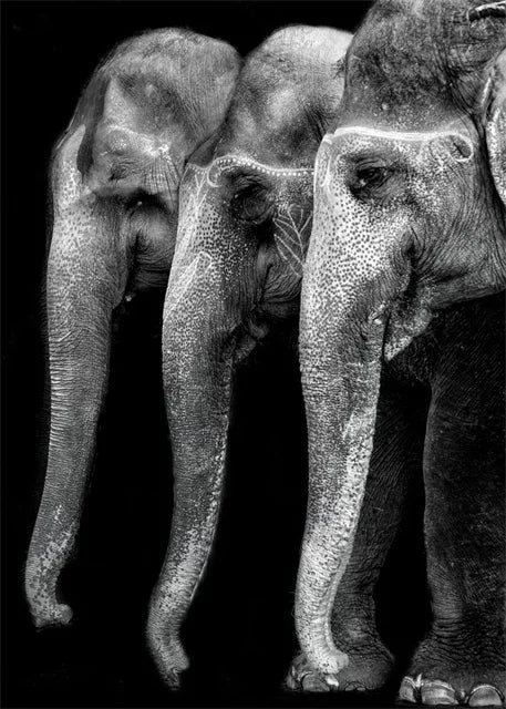 Monochrome Elephant Collection - Canvas & Curio