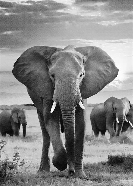 Monochrome Elephant Collection - Canvas & Curio