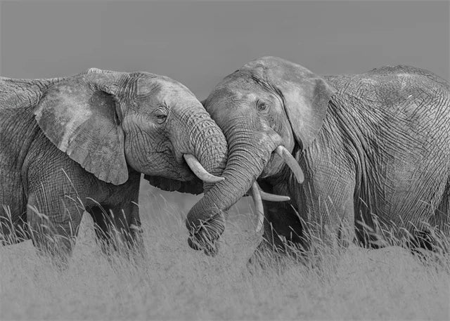 Monochrome Elephant Collection - Canvas & Curio