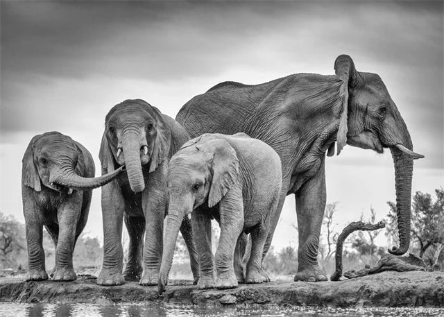 Monochrome Elephant Collection - Canvas & Curio