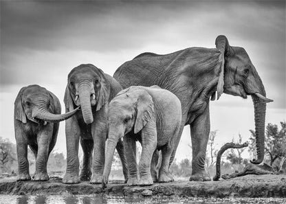 Monochrome Elephant Collection - Canvas & Curio
