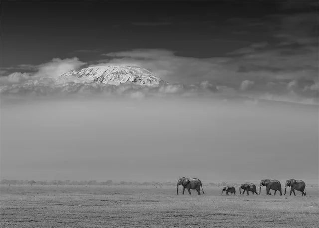 Monochrome Elephant Collection - Canvas & Curio
