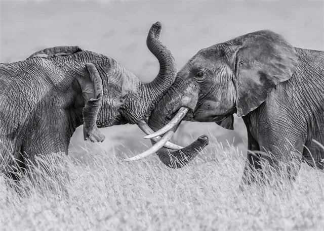 Monochrome Elephant Collection - Canvas & Curio