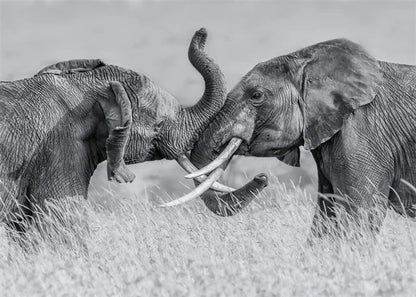 Monochrome Elephant Collection - Canvas & Curio