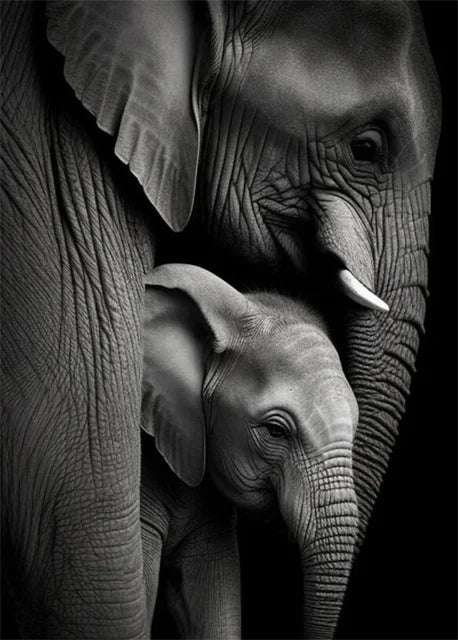 Monochrome Elephant Collection - Canvas & Curio