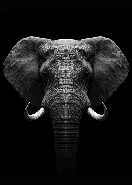 Monochrome Elephant Collection - Canvas & Curio