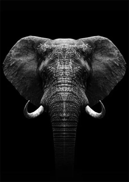 Monochrome Elephant Collection - Canvas & Curio